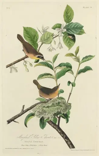 Maryland Yellow Throat, by Robert Havell Jr.