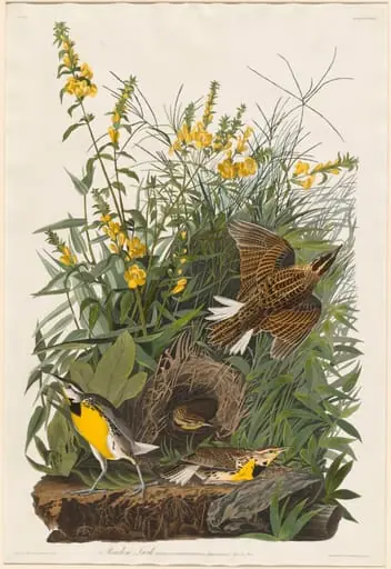 Meadow Lark, by Robert Havell Jr.