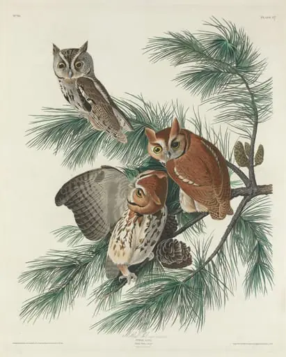 Mottled Owl, by Robert Havell Jr.