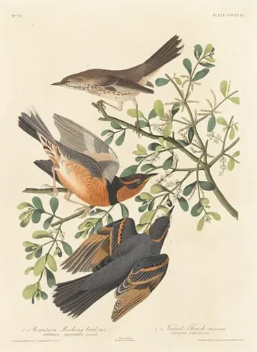 Mountain Mocking-bird and Varied Thrush, by Robert Havell Jr.