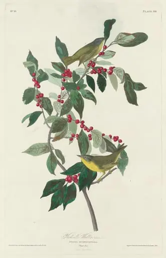 Nashville Warbler, by Robert Havell Jr.