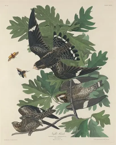 Night Hawk, by Robert Havell Jr.