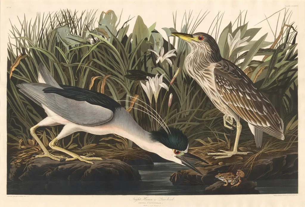 Night Heron or Qua bird, by Robert Havell Jr., ink, 1835