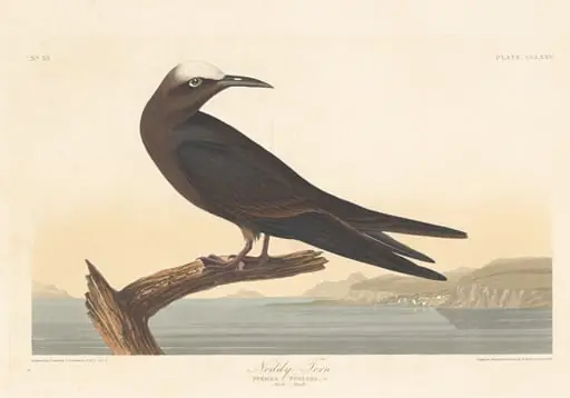 Noddy Tern, by Robert Havell Jr.