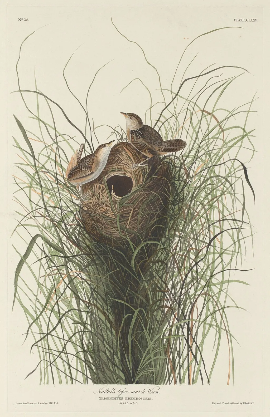 Nuttall's Lesser Marsh Wren, by Robert Havell Jr., ink, 1833