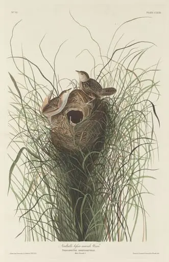 Nuttall's Lesser Marsh Wren, by Robert Havell Jr.