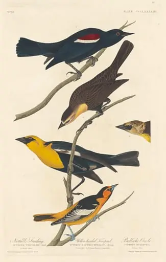 Nuttall's Starling, Yellow-headed Troopial and Bullock's Oriole, by Robert Havell Jr.