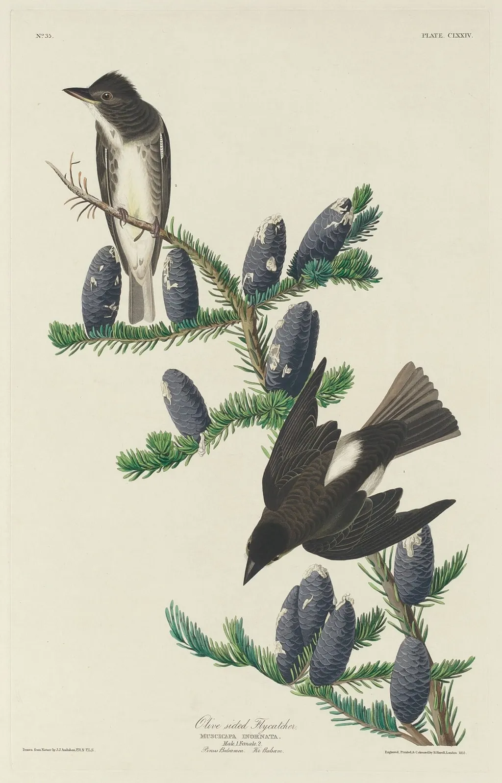 Olive-sided Flycatcher, by Robert Havell Jr., ink, 1833