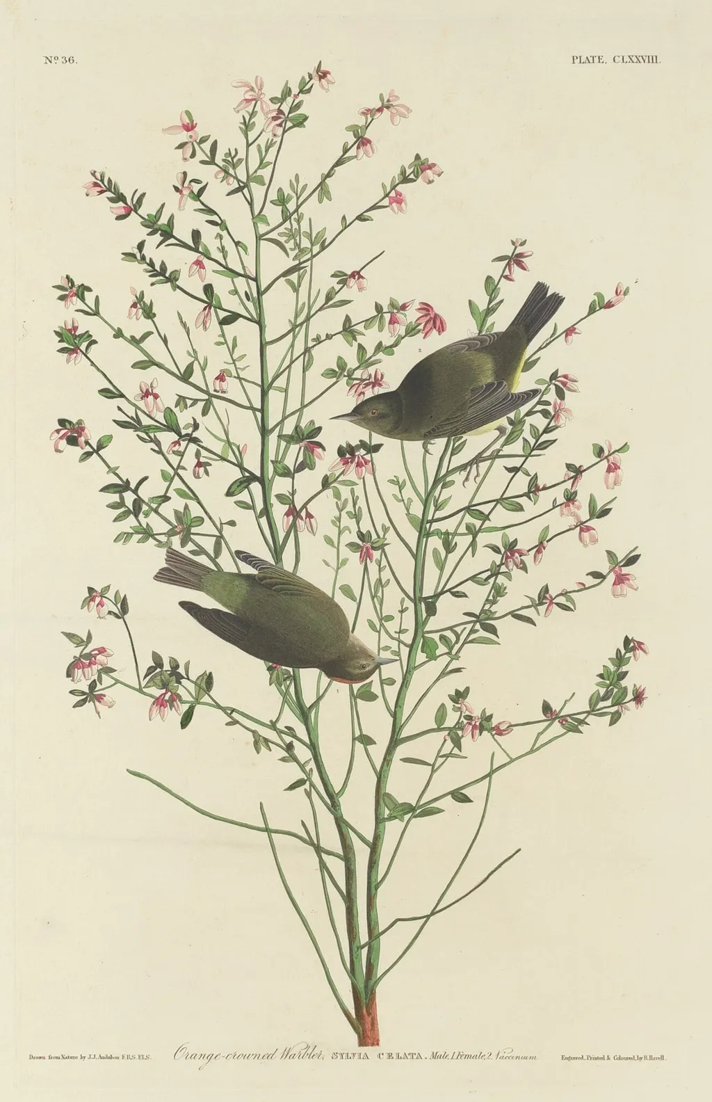 Orange-crowned Warbler, by Robert Havell Jr., ink, 1833