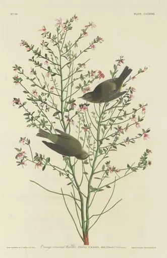 Orange-crowned Warbler, by Robert Havell Jr.