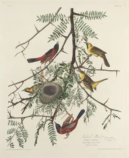 Orchard Oriole, by Robert Havell Jr.