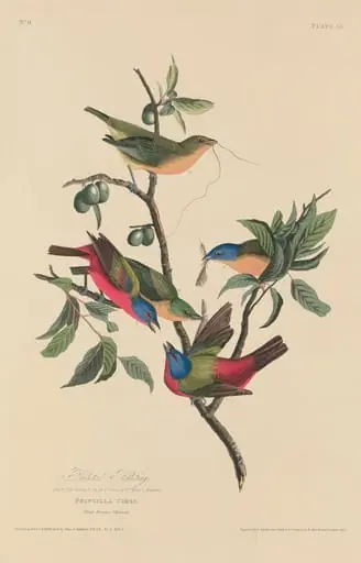 Painted Bunting, by Robert Havell Jr.