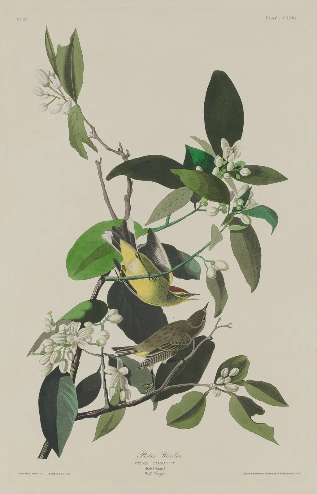 Palm Warbler, by Robert Havell Jr., ink, 1833