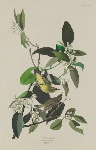 Palm Warbler, by Robert Havell Jr.
