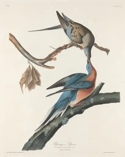 Passenger Pigeon, by Robert Havell Jr.