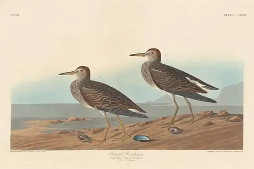 Pectoral Sandpiper, by Robert Havell Jr.
