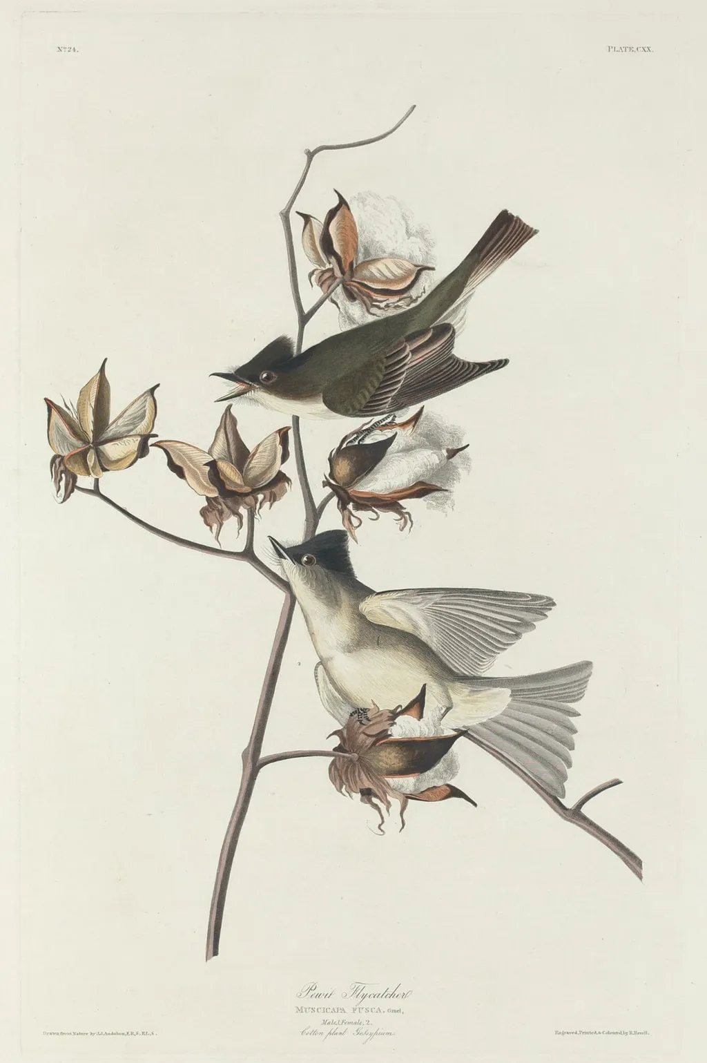 Pewit Flycatcher, by Robert Havell Jr., ink, 1831