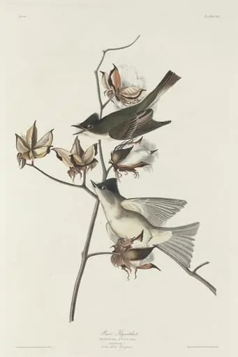 Pewit Flycatcher, by Robert Havell Jr.