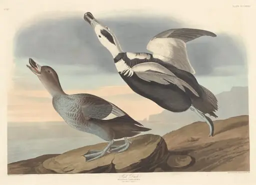 Pied Duck, by Robert Havell Jr.