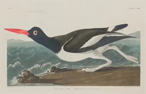 Pied Oyster-Catcher, by Robert Havell Jr.