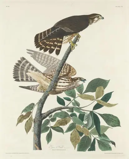 Pigeon Hawk, by Robert Havell Jr.