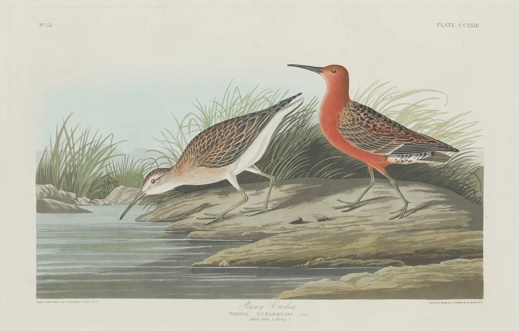 Pigmy Curlew, by Robert Havell Jr., ink, 1835