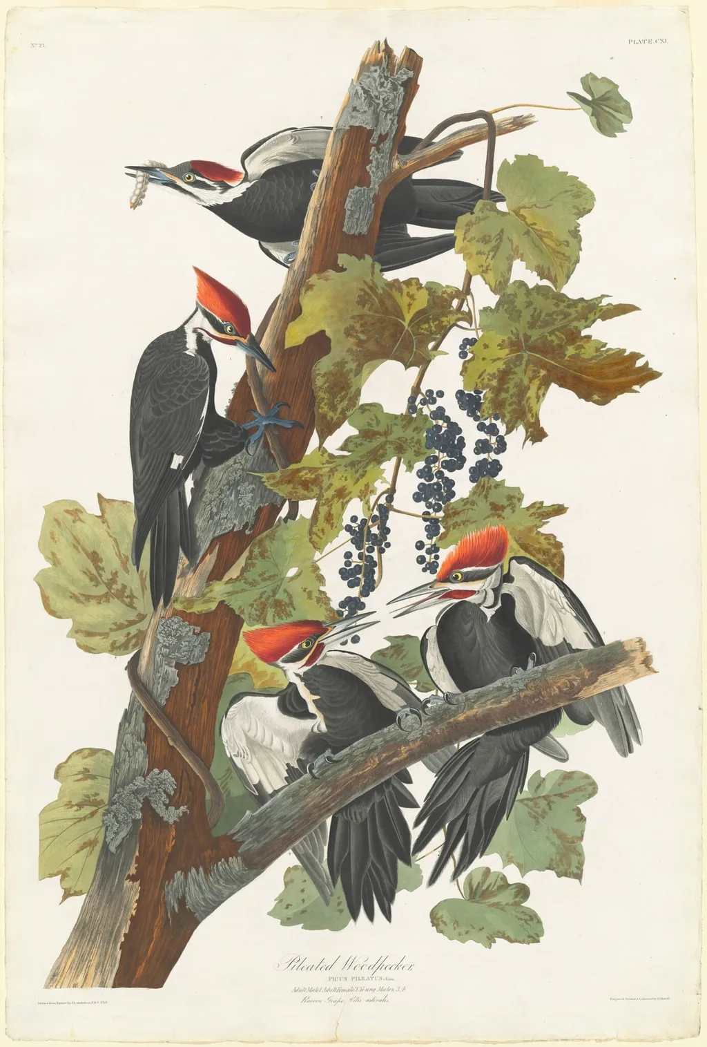 Pileated Woodpecker, by Robert Havell Jr., ink, 1831