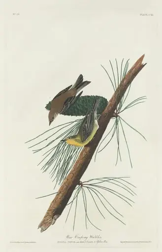 Pine Creeping Warbler, by Robert Havell Jr.