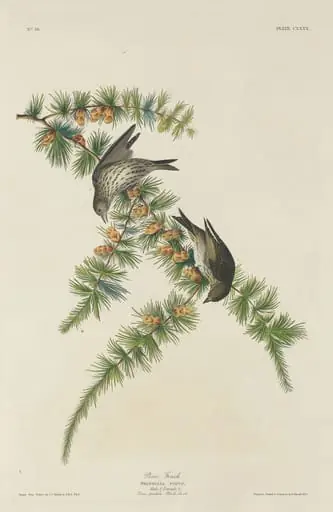 Pine Finch, by Robert Havell Jr.