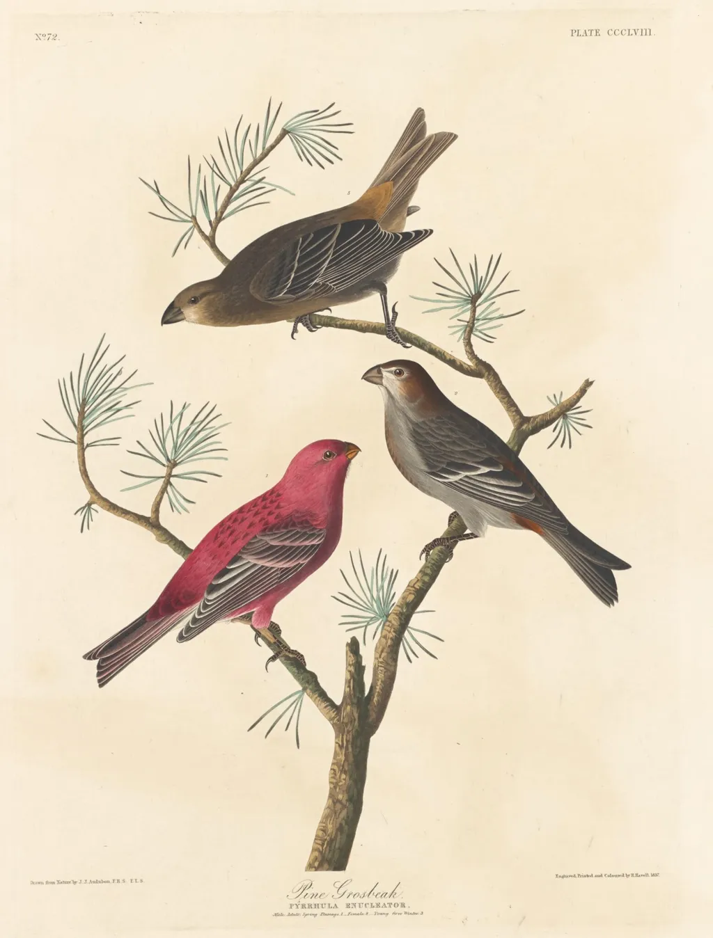 Pine Grosbeak, by Robert Havell Jr., ink, 1837