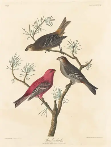 Pine Grosbeak, by Robert Havell Jr.
