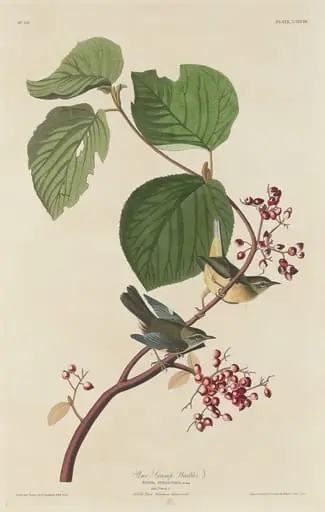 Pine Swamp Warbler, by Robert Havell Jr.