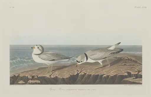 Piping Plover, by Robert Havell Jr.