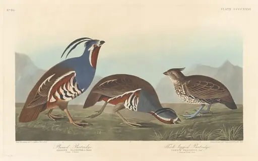 Plumed Partridge and Thick-legged Partridge, by Robert Havell Jr.