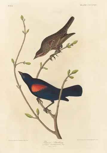 Prairie Starling, by Robert Havell Jr.