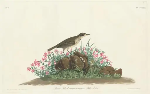 Prairie Titlark, by Robert Havell Jr.