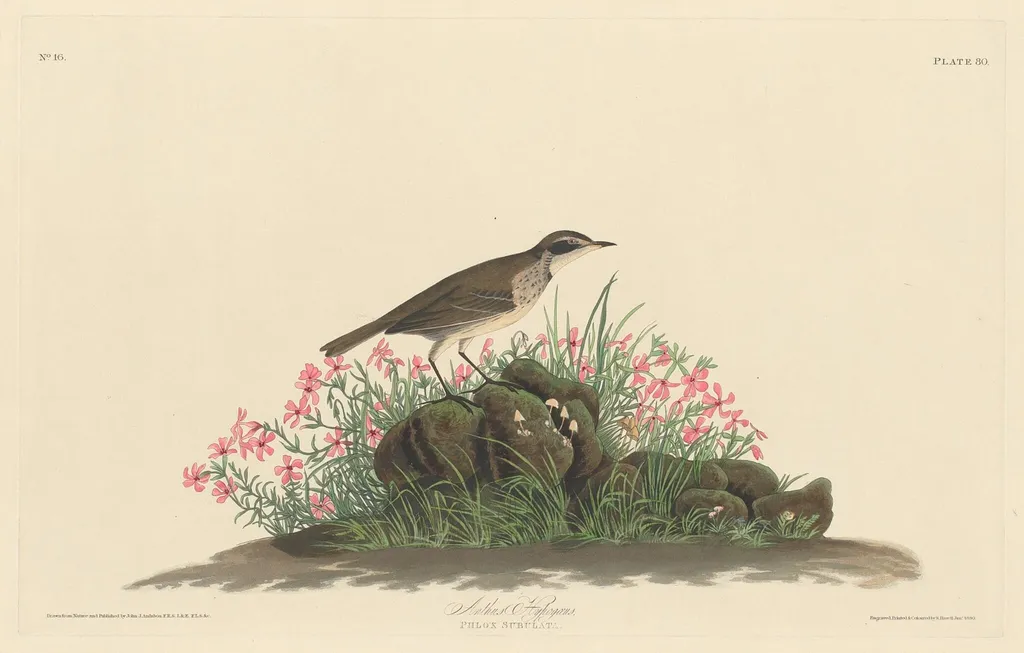 Prairie Titlark, by Robert Havell Jr., ink, 1830