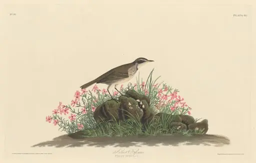 Prairie Titlark, by Robert Havell Jr.