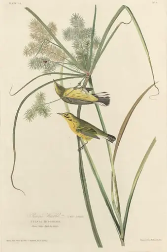 Prairie Warbler, by Robert Havell Jr.