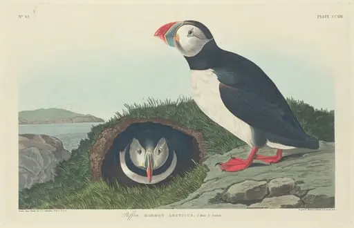 Puffin, by Robert Havell Jr.