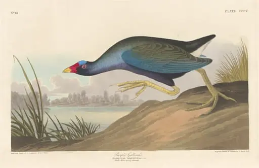 Purple Gallinule, by Robert Havell Jr.
