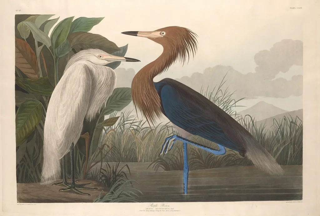 Purple Heron, by Robert Havell Jr., ink, 1835