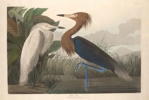 Purple Heron, by Robert Havell Jr.