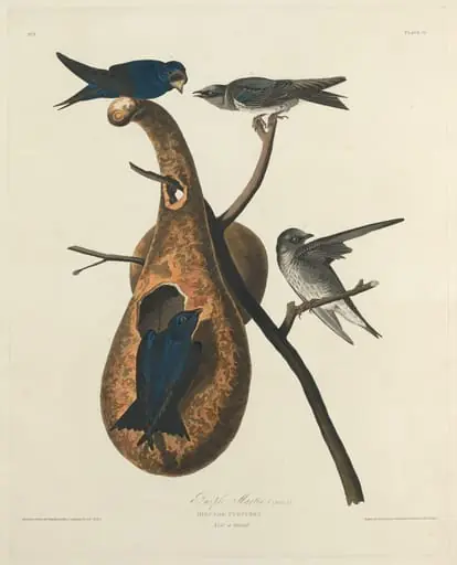Purple Martin, by Robert Havell Jr.