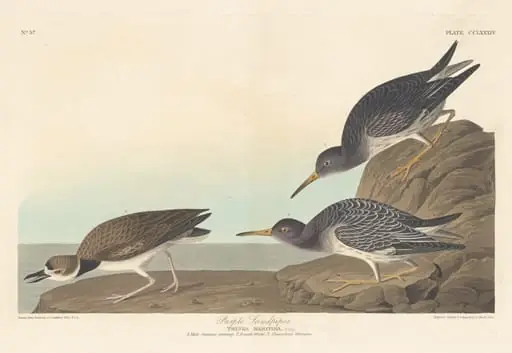 Purple Sandpiper, by Robert Havell Jr.