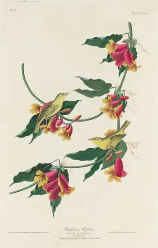 Rathbone Warbler, by Robert Havell Jr.
