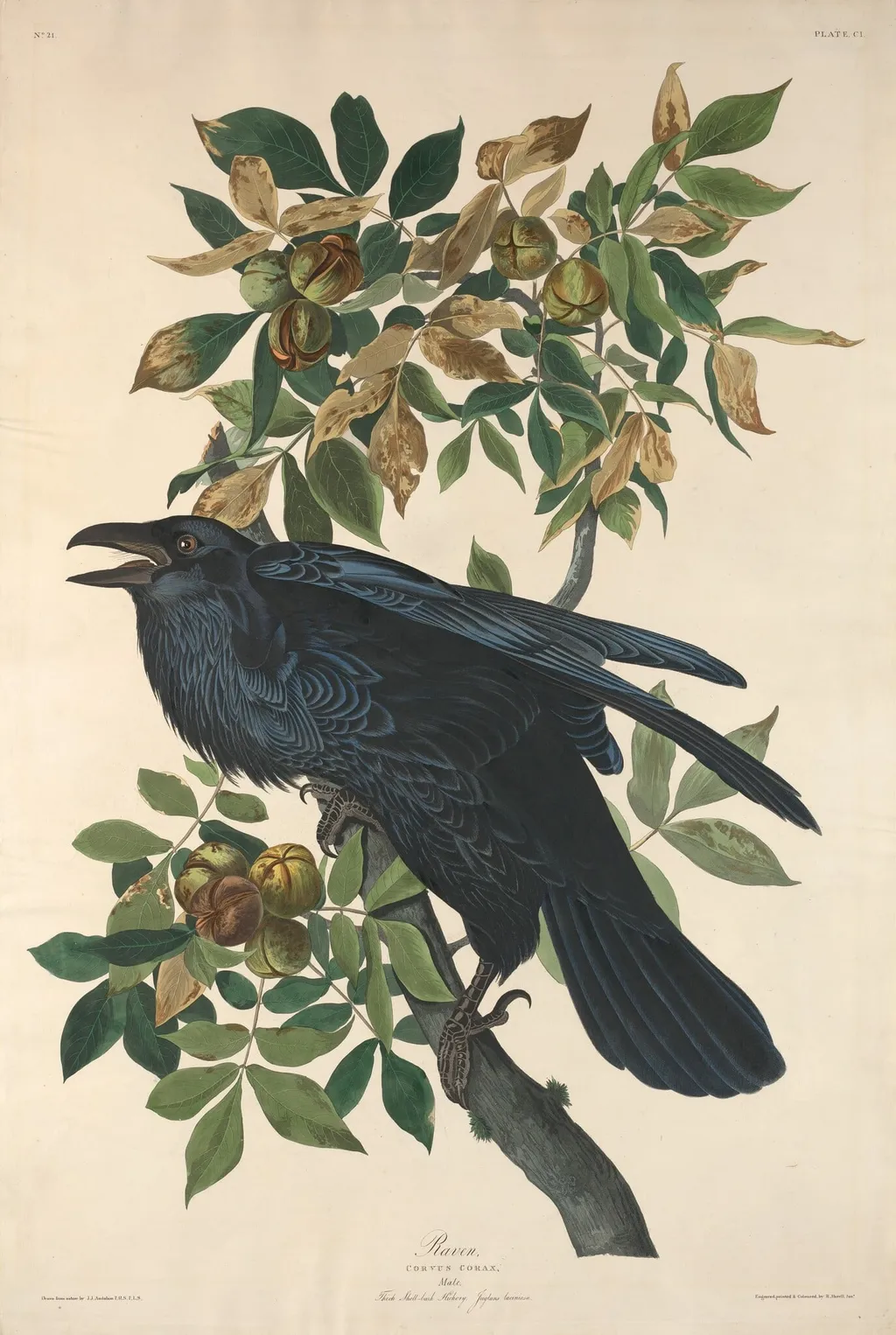 Raven, by Robert Havell Jr., ink, 1831