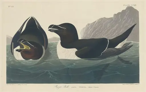 Razor Bill, by Robert Havell Jr.