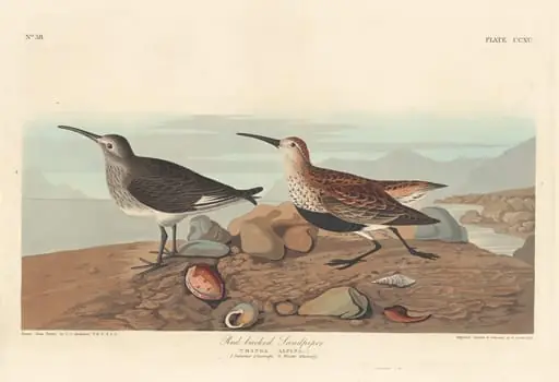Red-backed Sandpiper, by Robert Havell Jr.