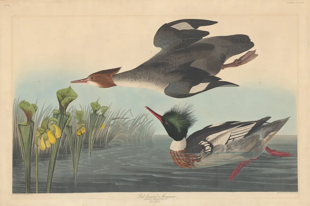 Red-breasted Merganser, by Robert Havell Jr., ink, 1838